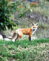 DSC_5440cn